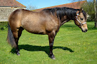 Keravel Quarter Horses : Elevage de Chevaux Quarter Horse Fondation / Quimper - Finistère - Bretagne Edern