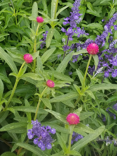 Florist «Pinewood and Posies», reviews and photos, 4547 White Oak Rd, Paradise, PA 17562, USA