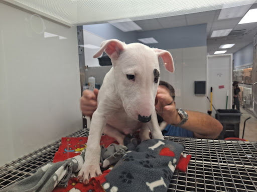 Pet Store «Petland Topeka», reviews and photos, 1801 SW Wanamaker Rd, Topeka, KS 66614, USA