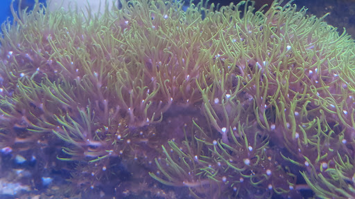 Tropical Fish Store «Saltwater Island», reviews and photos, 15214 Manchester Rd, Ballwin, MO 63011, USA