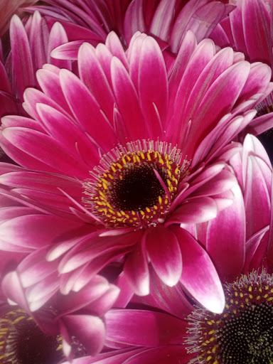 Florist «Thrifty Florist», reviews and photos, 211 S Telegraph Rd, Pontiac, MI 48341, USA