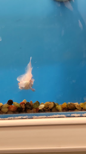 Pet Supply Store «PetSmart», reviews and photos, 1403 E Washington Ave, Union Gap, WA 98903, USA