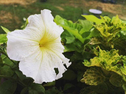 Vineyard «Lost Acres Vineyard», reviews and photos, 80 Lost Acres Rd, North Granby, CT 06060, USA