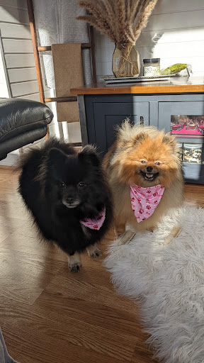 Pet Groomer «Weymouth Dog Shop», reviews and photos, 1192 Washington St, East Weymouth, MA 02189, USA