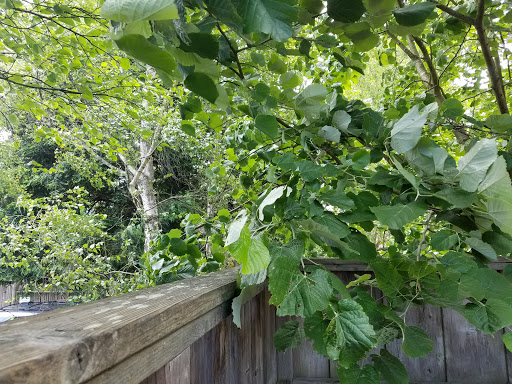 Coffee Shop «Cafe Mokka», reviews and photos, 495 J St, Arcata, CA 95521, USA