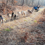 Photo n° 1 de l'avis de Anne.I fait le 22/01/2023 à 12:41 pour Sled Dog Ride à Saint-Symphorien