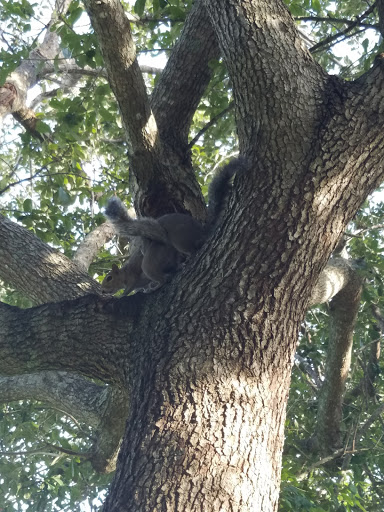 Park «Liberty Tree Park», reviews and photos, 7421 NW 5th St, Plantation, FL 33317, USA