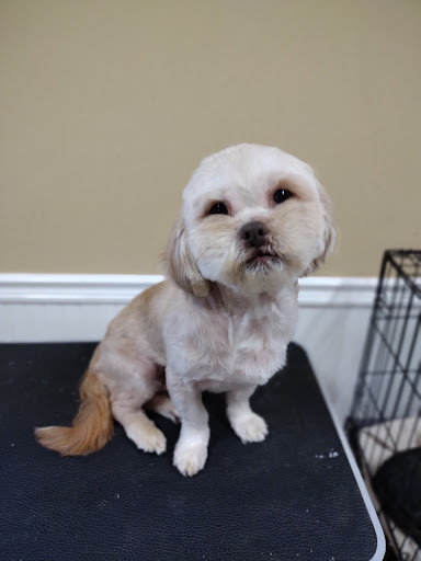 The Bark Box Grooming & Doggie Daycare