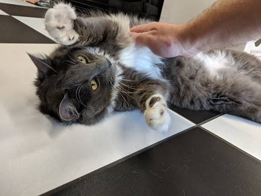 Pet Supply Store «Bark Avenue», reviews and photos, 3919 Park Dr, El Dorado Hills, CA 95762, USA