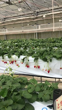 ＠FARMCafé(アット・ファームカフェ)～いちごパンケーキ・トマトピザ・パスタのお店