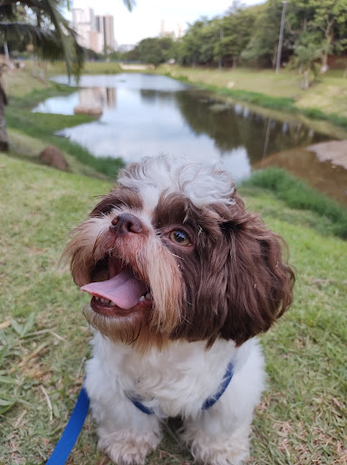 Logo da empresa - Parque para pets