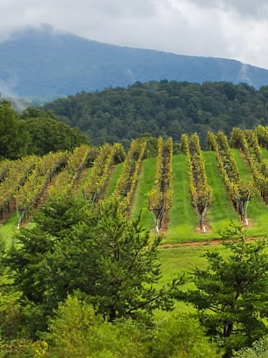 Vineyard «Kaya Vineyard & Winery», reviews and photos, 5400 Town Creek Rd, Dahlonega, GA 30533, USA