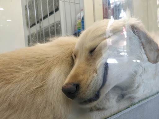 Pet Store «Petland Montgomery», reviews and photos, 7127 Eastchase Pkwy, Montgomery, AL 36117, USA