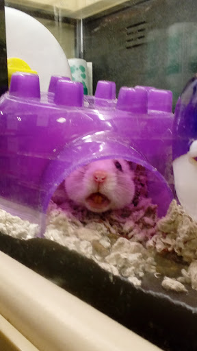 Pet Supply Store «PetSmart», reviews and photos, 6590 20th St, Vero Beach, FL 32966, USA