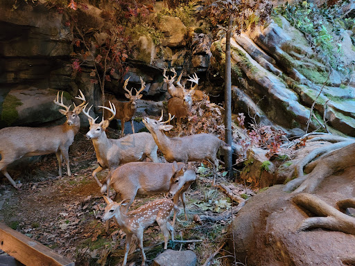 Sporting Goods Store «Bass Pro Shops», reviews and photos, 1935 S Campbell Ave, Springfield, MO 65807, USA