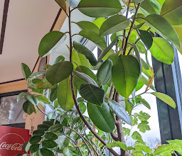 Restaurant Enzian photo