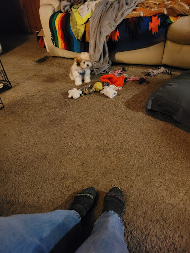 Pet Store «Petland», reviews and photos, 699 Harry Sauner Rd, Hillsboro, OH 45133, USA