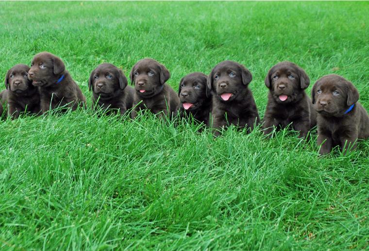 LaMorris Labradors