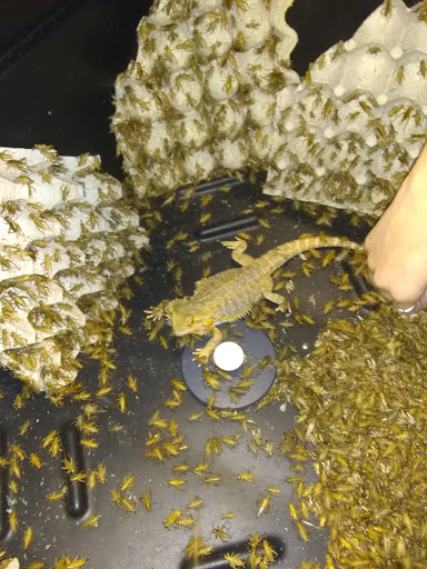 Pet Store «PetSmart», reviews and photos, 1671 S Interstate Hwy 35 #200, New Braunfels, TX 78130, USA