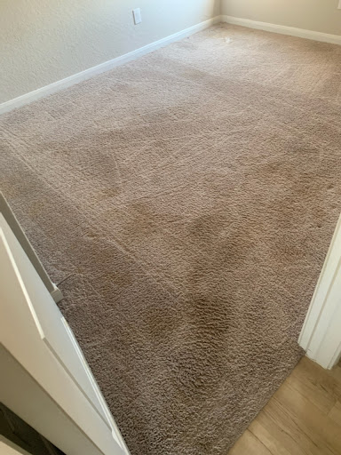 Best Carpet Cleaning Experts