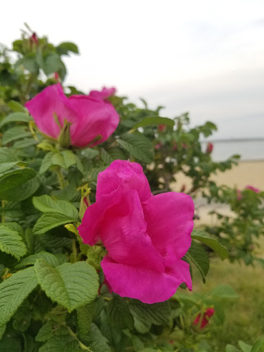 State Park «Constitution Beach», reviews and photos, 799 Bennington St, Boston, MA 02128, USA