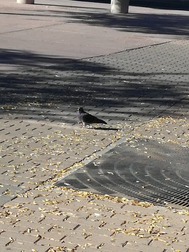 Park «Jaycee Park», reviews and photos, 817 W 5th St, Tempe, AZ 85281, USA
