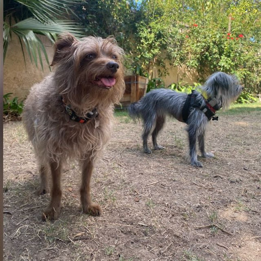All Dogs Society image