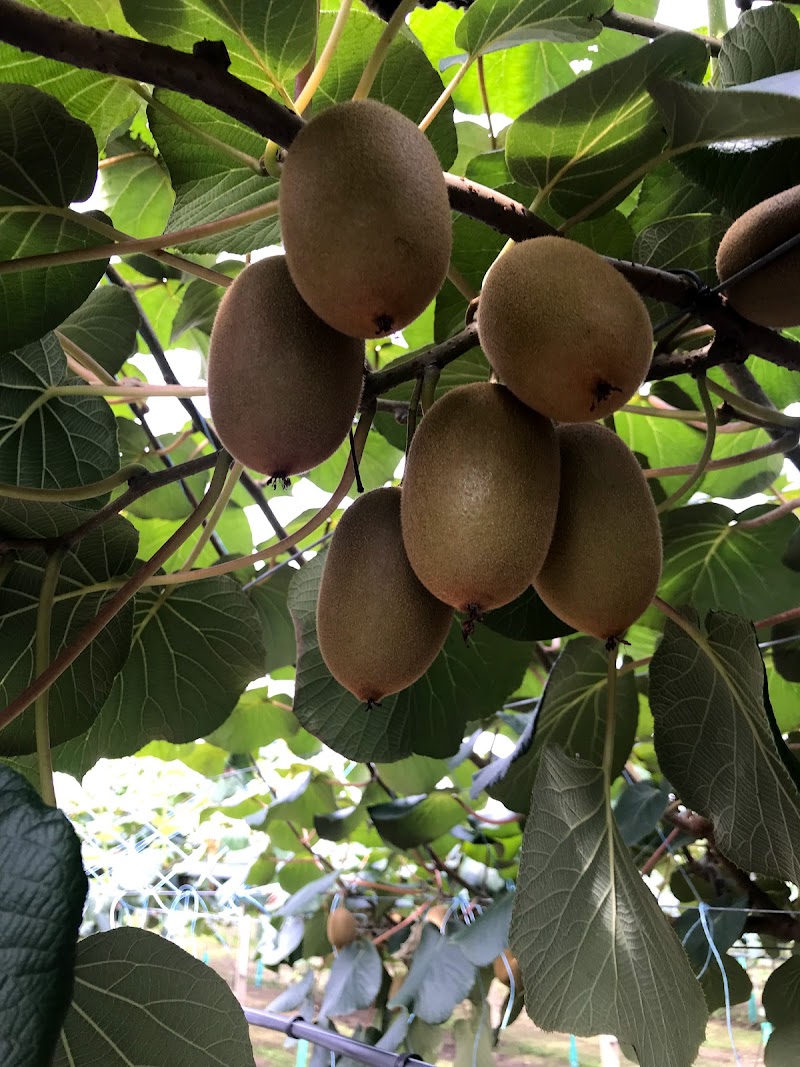 MiKiwi Fujimi Orchard 株式会社マイキウイ藤見農園