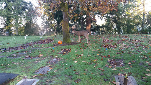 Funeral Home «Mountain View Funeral Home & Memorial Park», reviews and photos, 4100 Steilacoom Blvd SW, Lakewood, WA 98499, USA