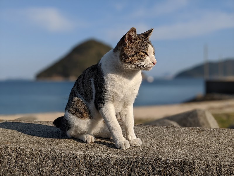 猫の島 猫の広場