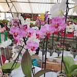 Photo n° 3 de l'avis de Tip.o fait le 01/06/2019 à 08:33 pour Les Jardins de Provence - fleuriste, composition florale à Fontainebleau à Grez-sur-Loing