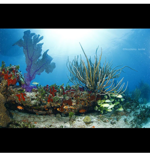 SCUBA Instructor «Tropical Adventures Scuba & Travel», reviews and photos, 3615 Portola Dr, Santa Cruz, CA 95062, USA