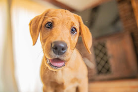 We Love Pets Wakefield - Dog Walker, Pet Sitter & Home Boarder
