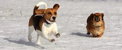 Care-A-Lot Pet Supply Oyster Point - Car repair in Newport News, VA, Newport News - Rated 4.5/5