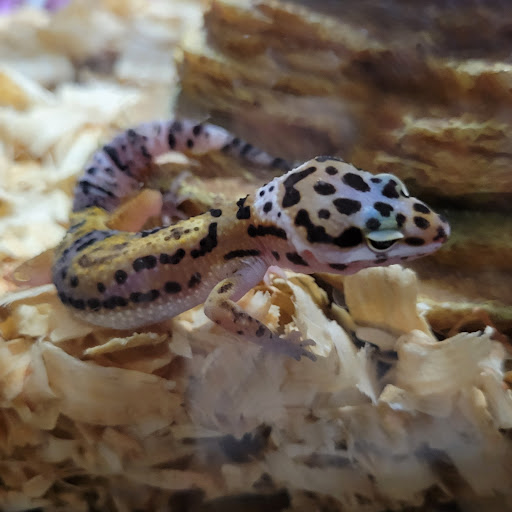 Pet Supply Store «Petco Animal Supplies», reviews and photos, 4139 US Hwy 98 N, Lakeland, FL 33809, USA