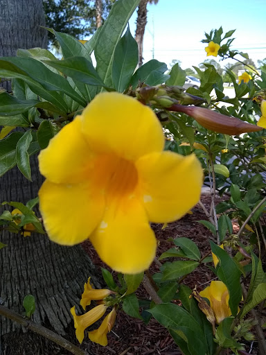 Kia Dealer «Bev Smith Kia», reviews and photos, 5655 US-1, Fort Pierce, FL 34982, USA