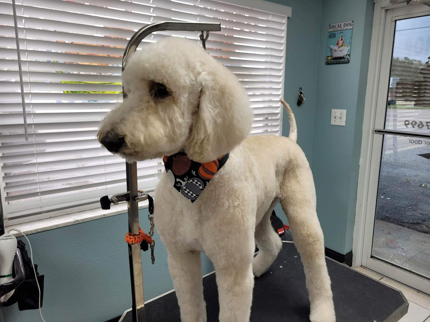 Perky Pups Grooming Studio