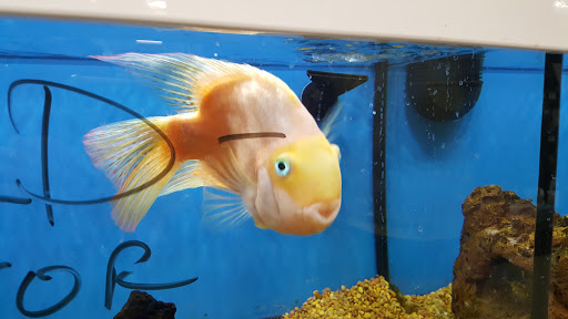 Pet Supply Store «Petco Animal Supplies», reviews and photos, 1203 SE Everett Mall Way f, Everett, WA 98208, USA