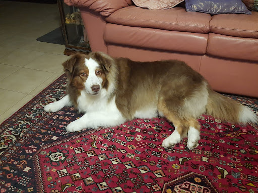 Pensioni per cani e dog hotel a Toeletta Dolce Muso