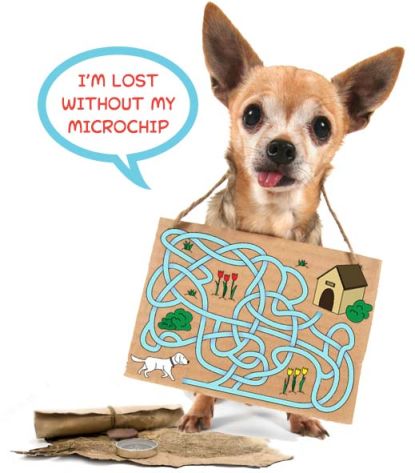 Microchip Your Dog Today!