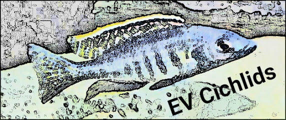 EV Cichlids