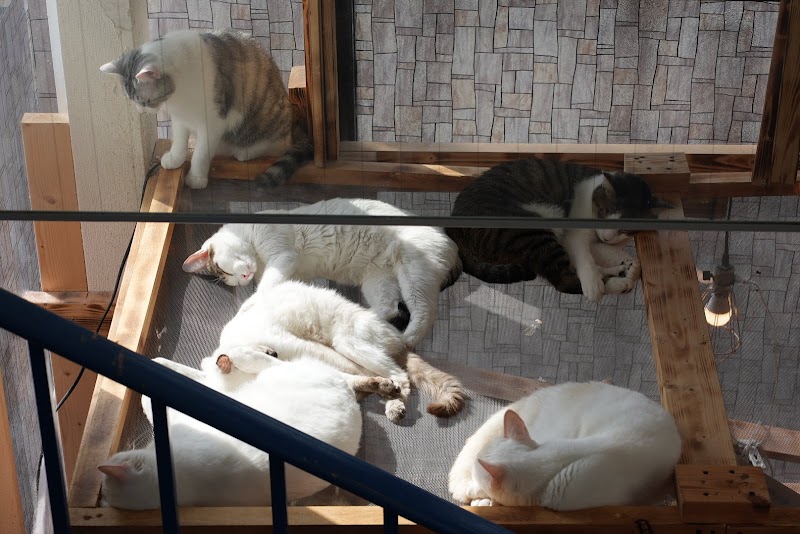 保護動物cafe ねこのす 千葉県東金市東金 動物保護団体 グルコミ