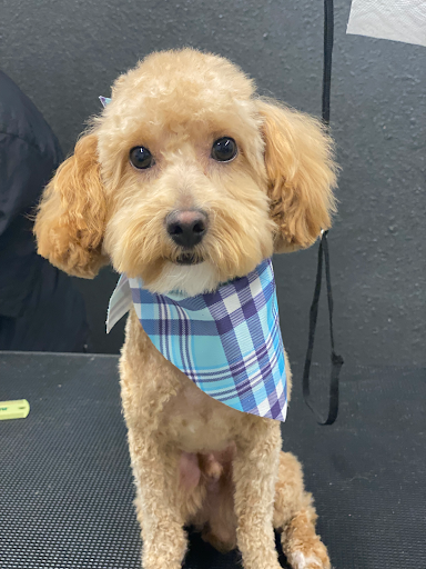 Pet Supply Store «Big Tex Feed & Pet Supply», reviews and photos, 7102 Cullen Blvd, Houston, TX 77021, USA