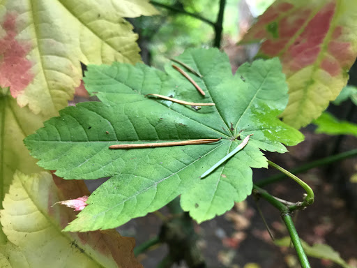 Park «Zumdieck Park», reviews and photos, 1500 108th Ave NE, Bellevue, WA 98004, USA