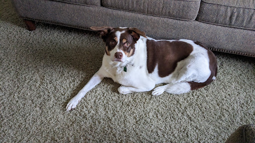 GoodLife Integrative Veterinary Care image