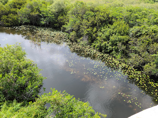 Tourist Attraction «Shark Valley Tram Tours», reviews and photos, 36000 SW 8th St, Miami, FL 33194, USA