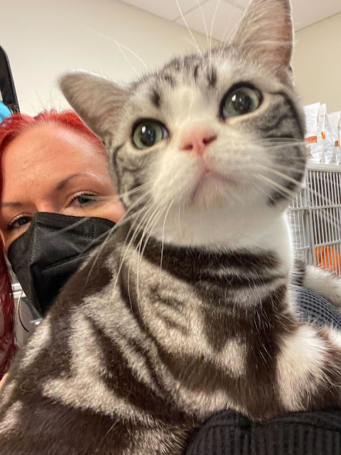 North Seattle Veterinary Clinic