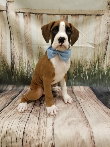 Pet Store «Happiness Is Pets», reviews and photos, 2936 Showplace Dr, Naperville, IL 60564, USA