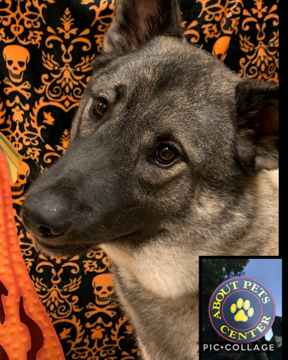 Pet Boarding Service «About Pets Center», reviews and photos, 1604 Conehurst Blvd, Salem, VA 24153, USA