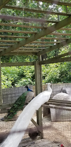 Animal Feed Store «Barnstable Farm & Pet», reviews and photos, 48 Lombard Ave, West Barnstable, MA 02668, USA